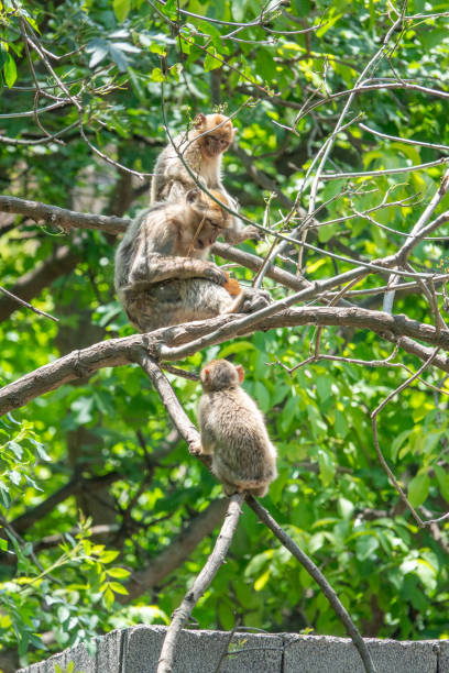 morocco premium travel