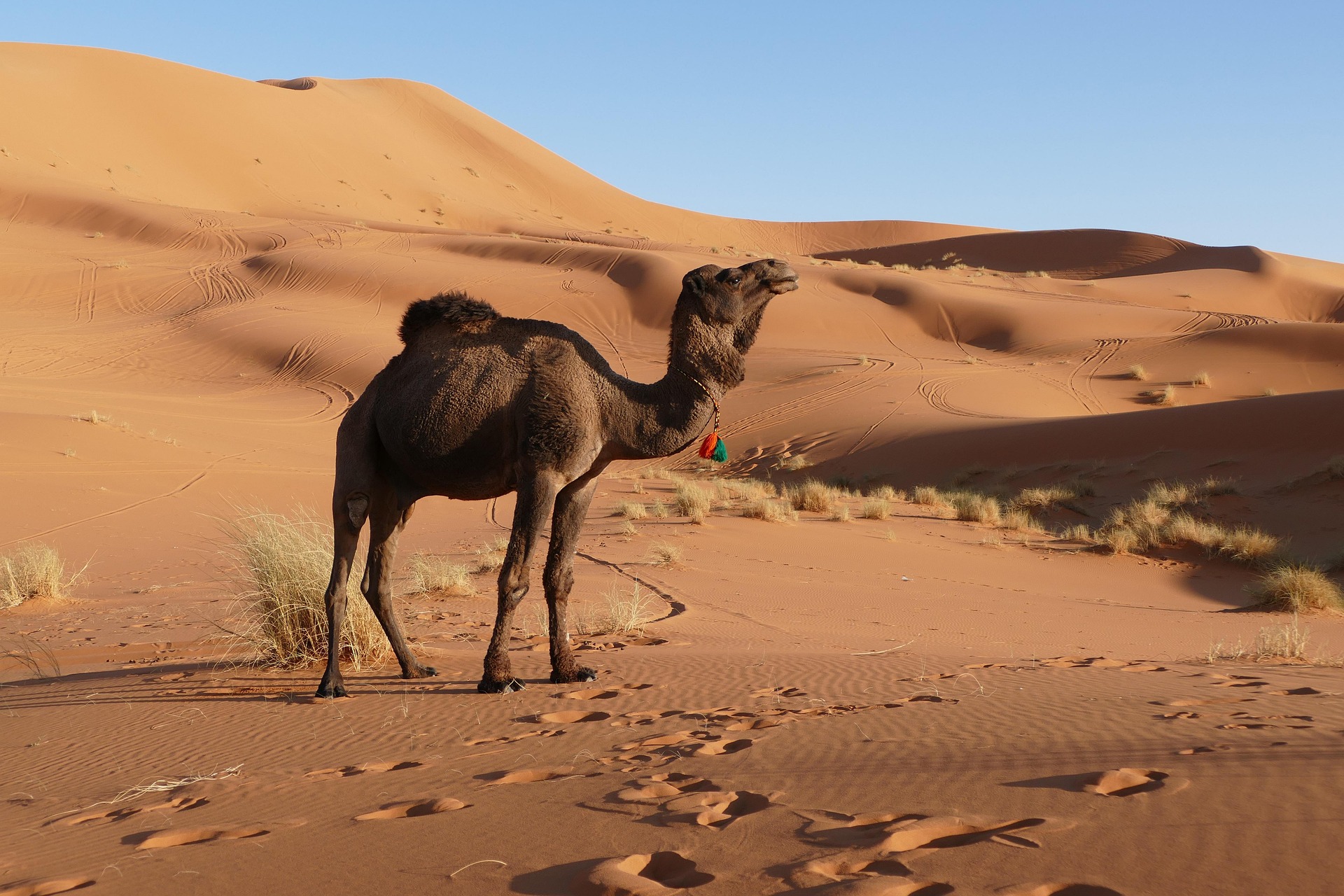 3-Day Agadir toMerzouga Desert Adventure & Sahara Camp